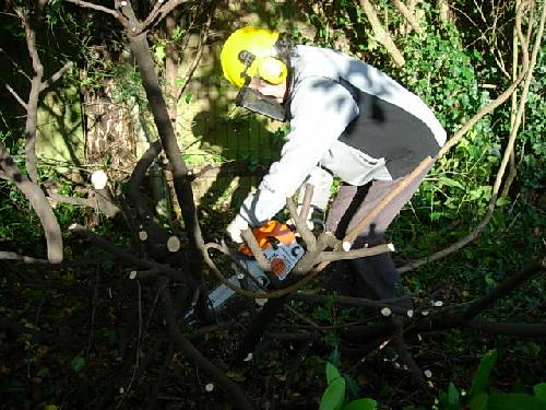 Cutting the laurel back