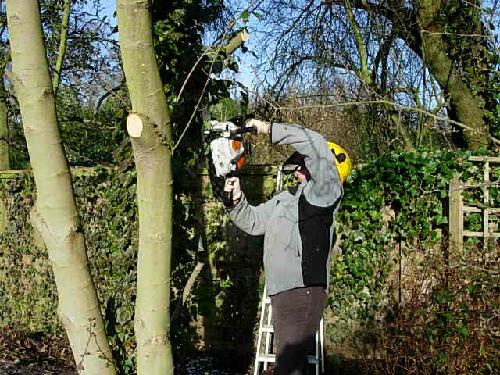 Trimming the Magnolia